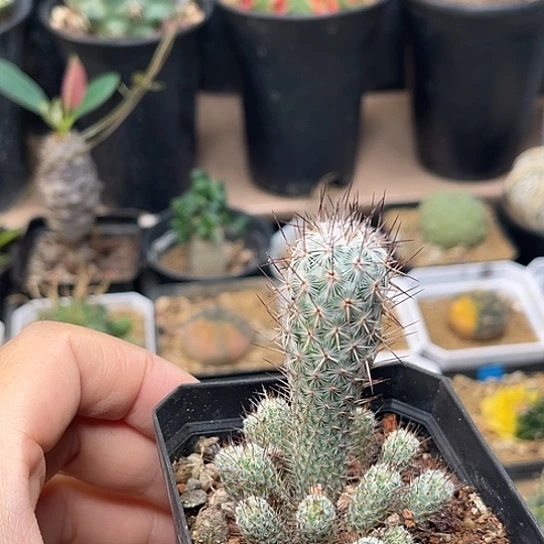 无花朵银狐团扇母本