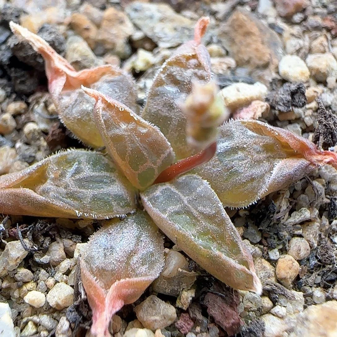 鳞芹属块根寿31056