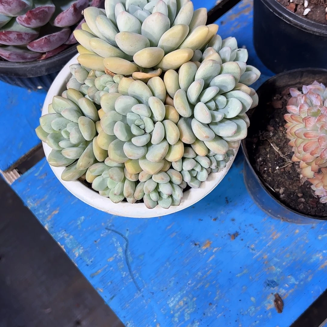 守***候泡泡糖群多肉植物