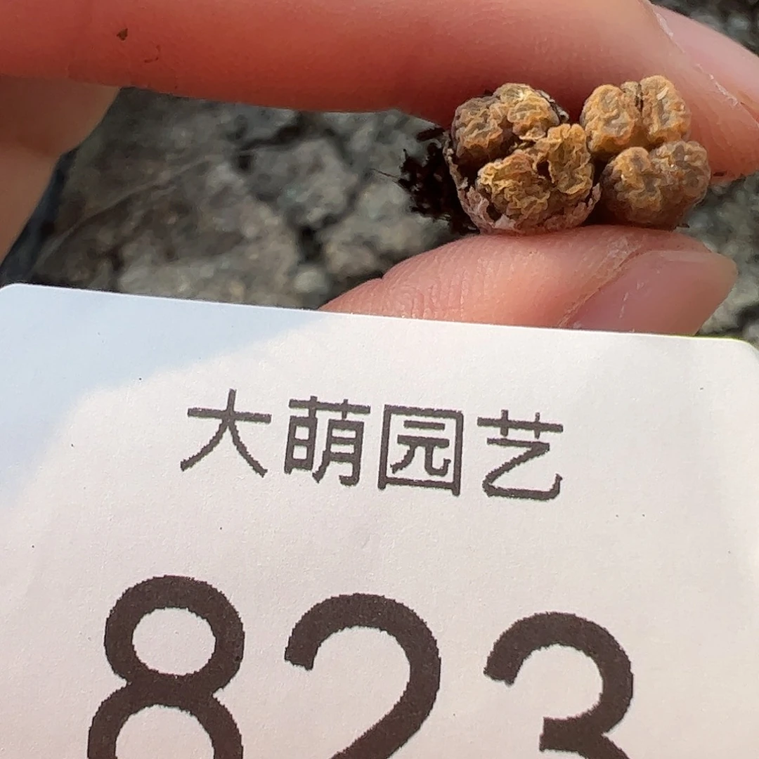 0000823量拍MG1456.7冰渣火柴勋章4头1颗