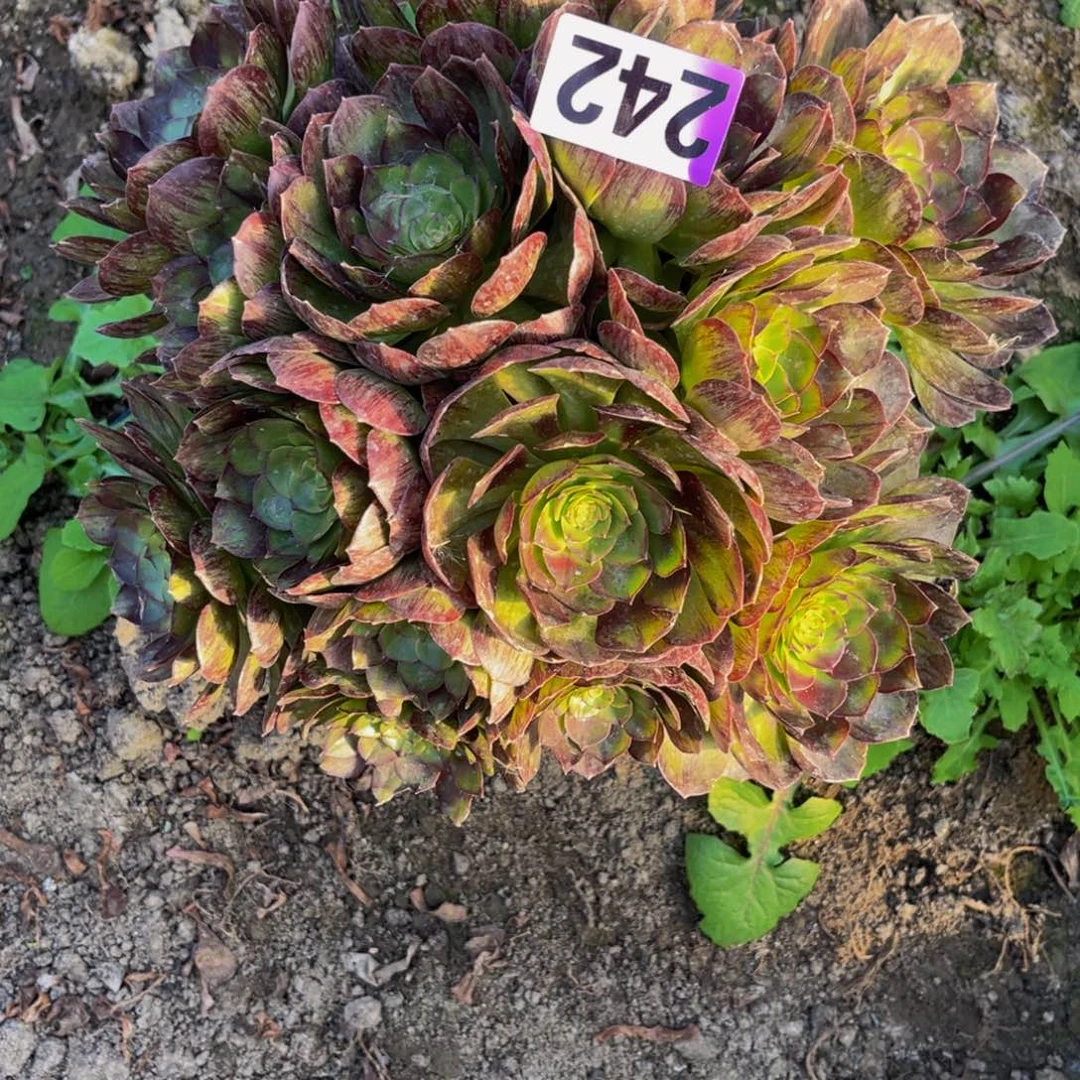 黑魔法师26/—//—38包邮