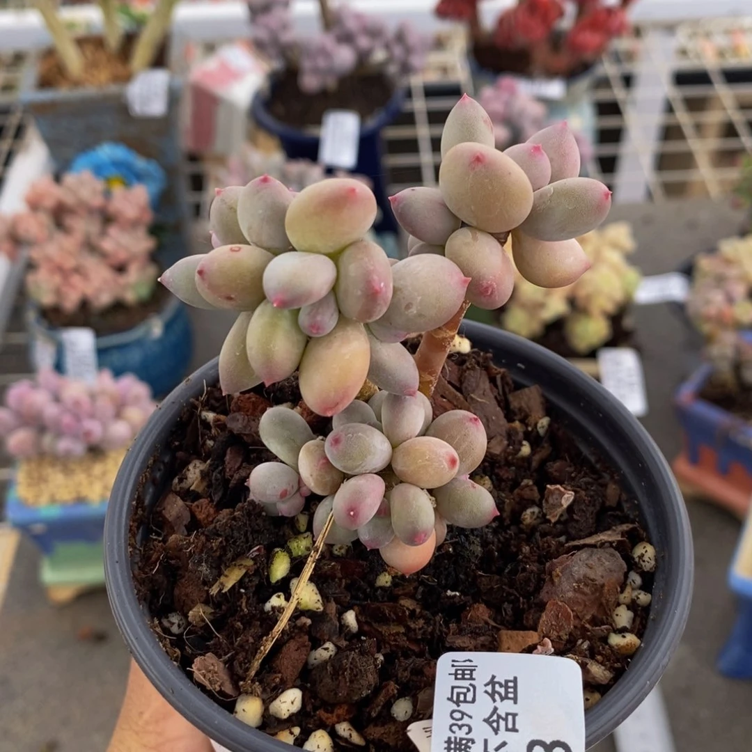 苹果奶848/6cm叶片发黄多肉