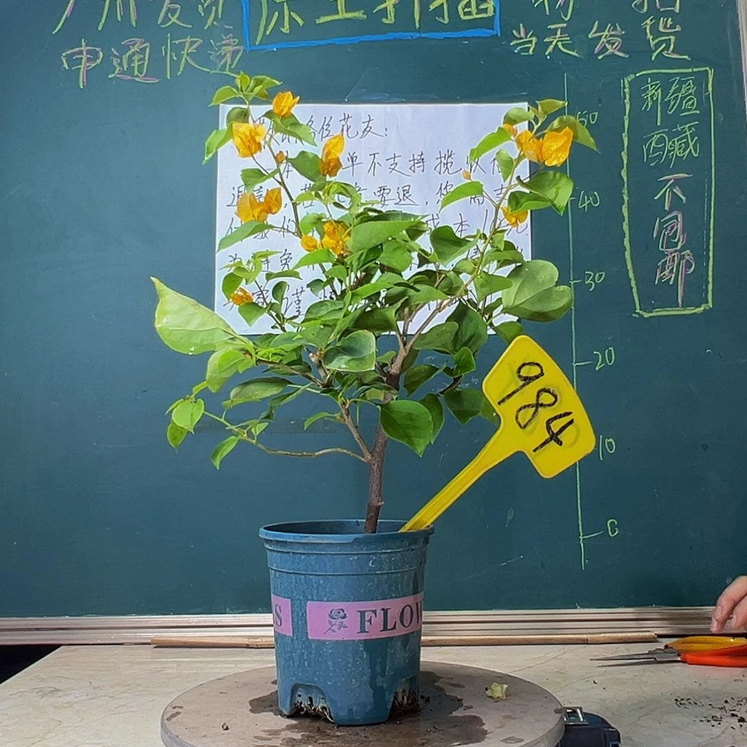 当前无花栽培后可以开花绿叶浅黄（花瓣扭曲）984