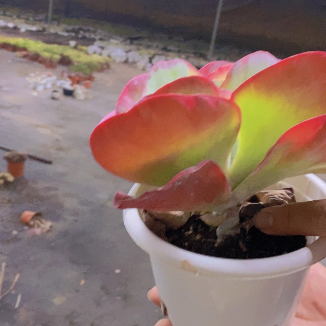 唐印锦大单头老桩，八亩地