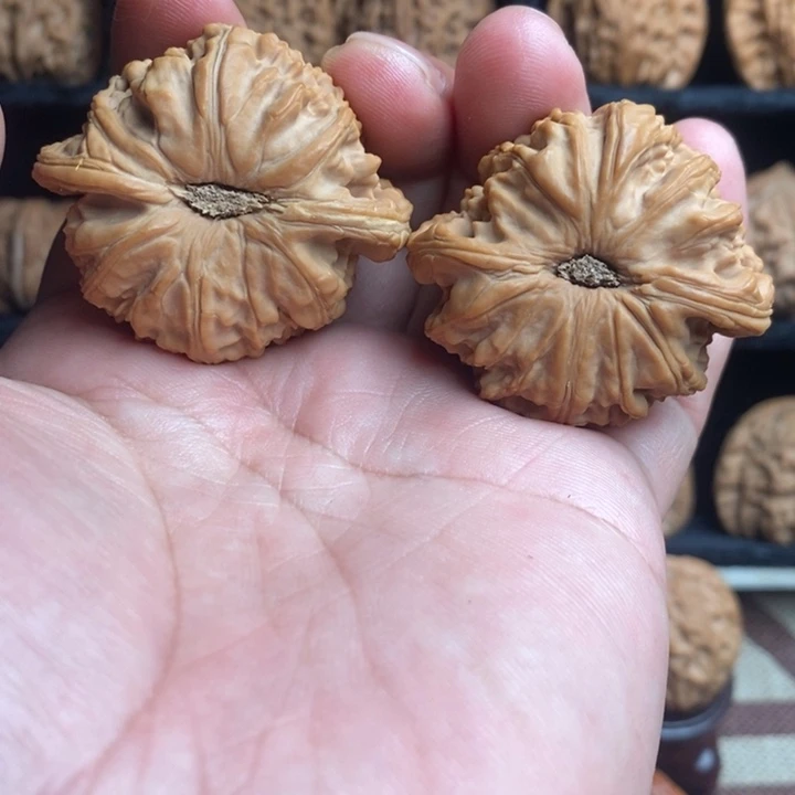 山地白狮子45尺寸