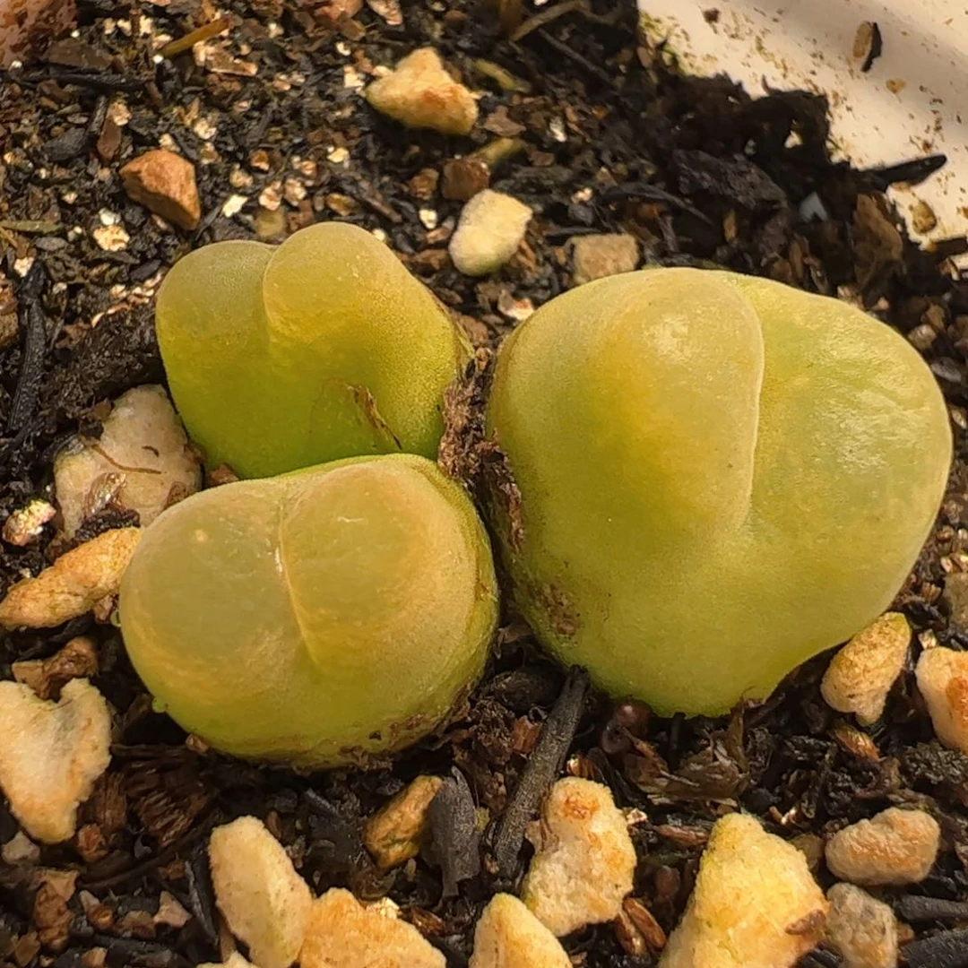 017多肉植物百科