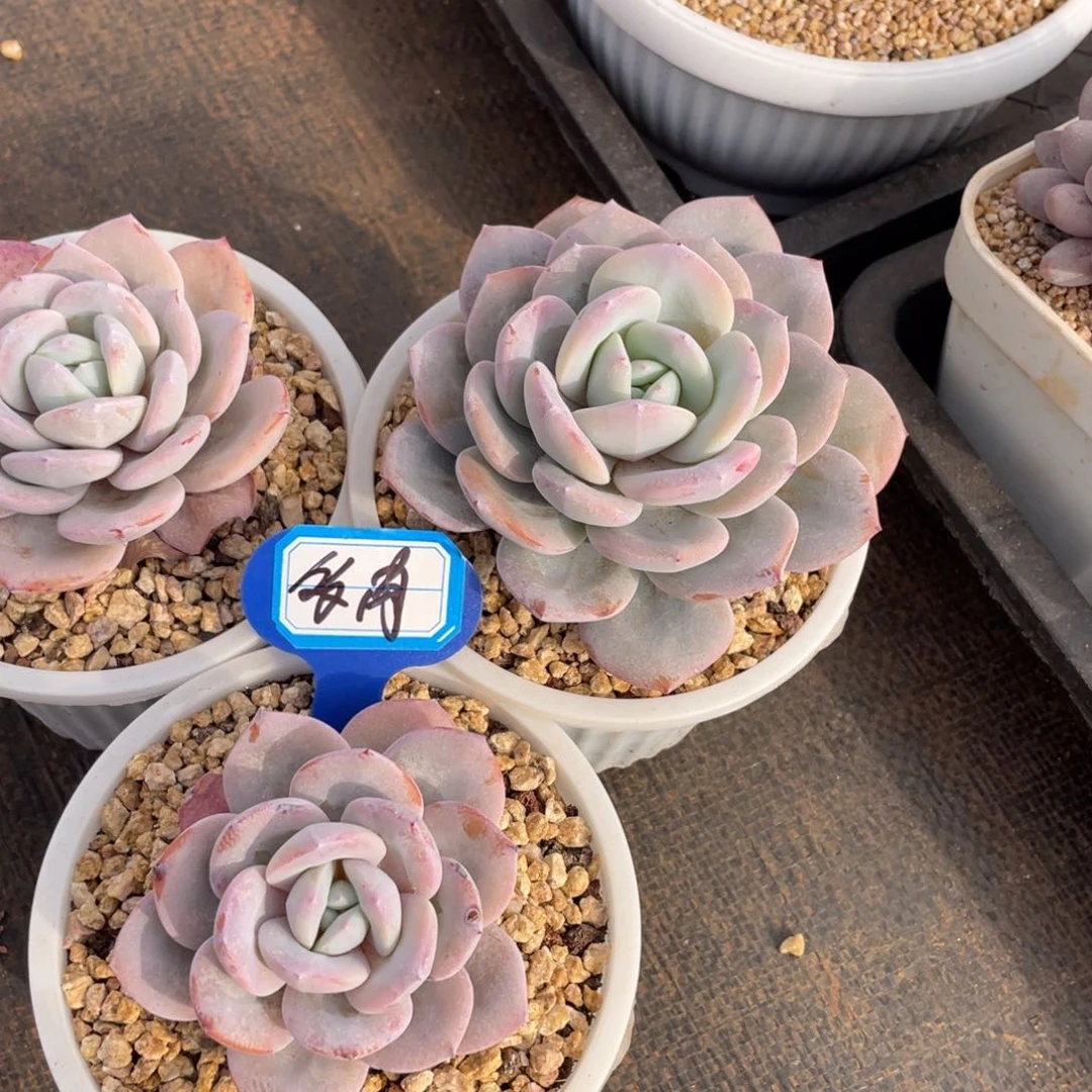 多***童姐姐说她真的不是一般