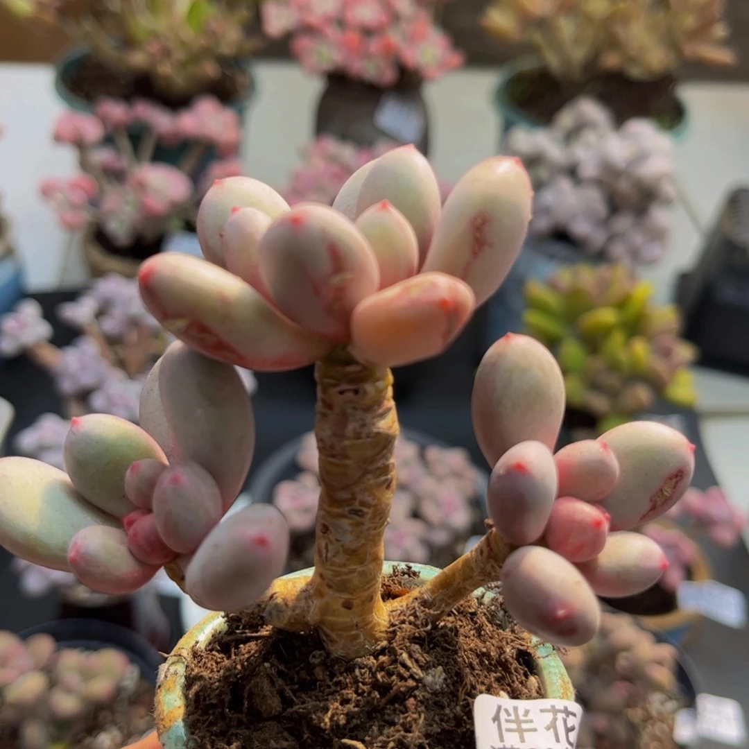651/6cm仙子奶多肉植物