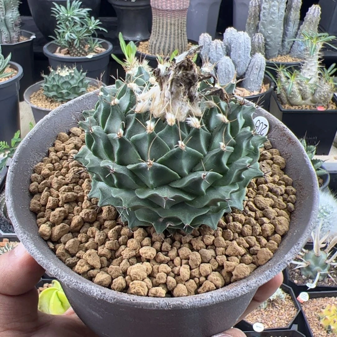 帝冠实生7.7一物一拍默认脱土发
