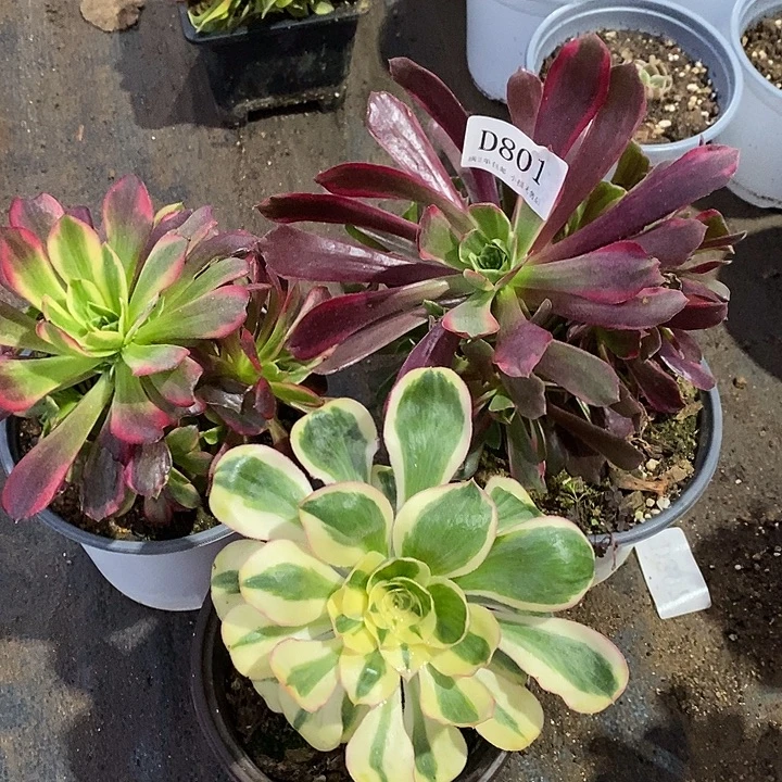 801燕姿锦赤霞飞水果糖多肉3颗