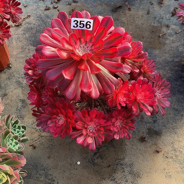 @*猫多肉红356000铜白