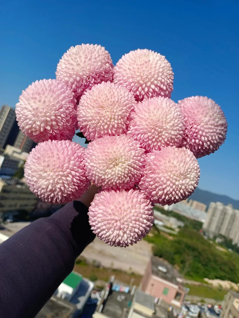 粉色乒乓菊花期特别长圆嘟嘟可爱型花材云南基地鲜花基地直发