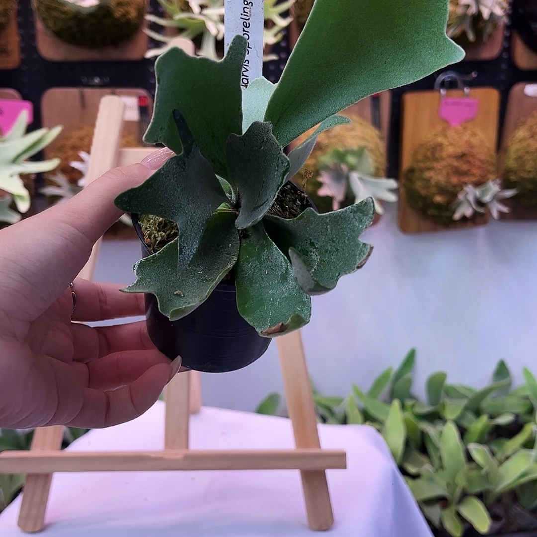 sf jarvis 双芽点。 鹿角蕨