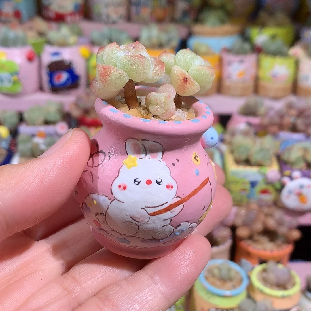 冰透溏心冰玉3头 带盆