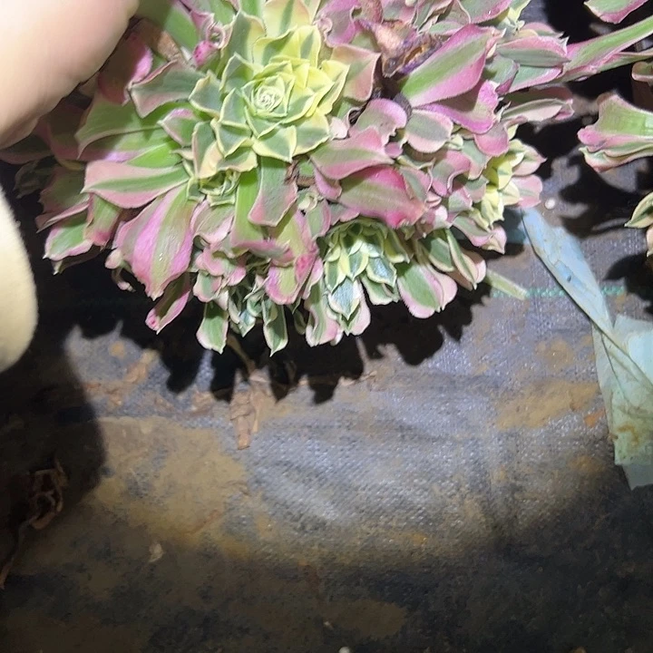 陌*多肉法师植物链接57