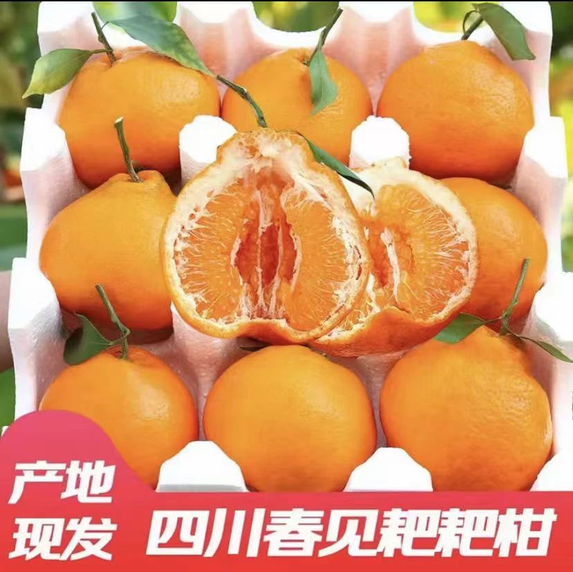 四川春见耙耙柑柑橘新鲜爆汁多汁爽口细腻自然熟