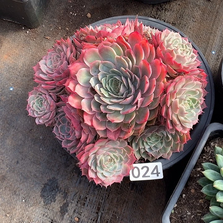 024昂斯诺 一物一拍多肉