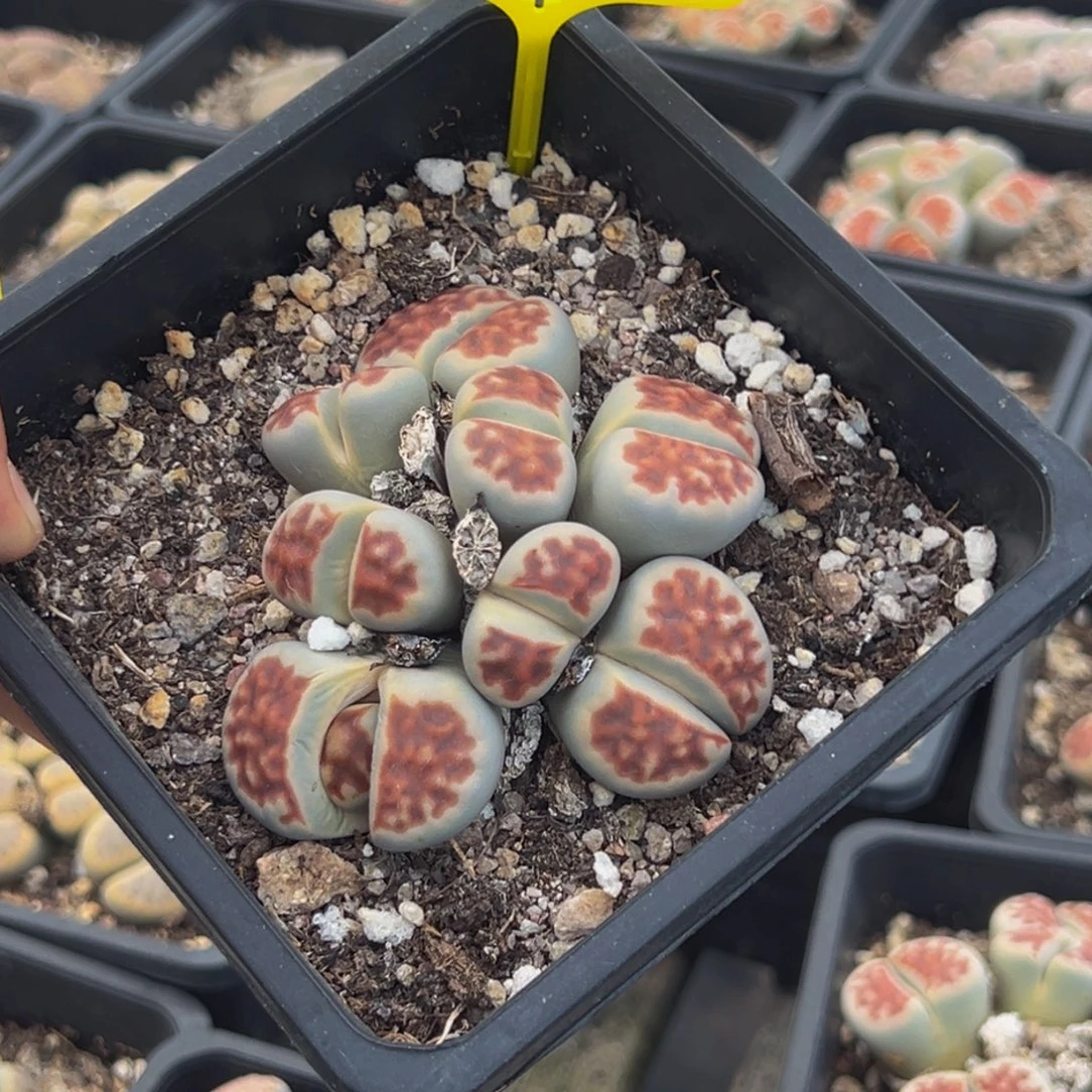 236 生石花大群生大群生