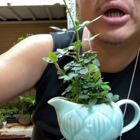 红陶p****n一物一拍所见即所得134