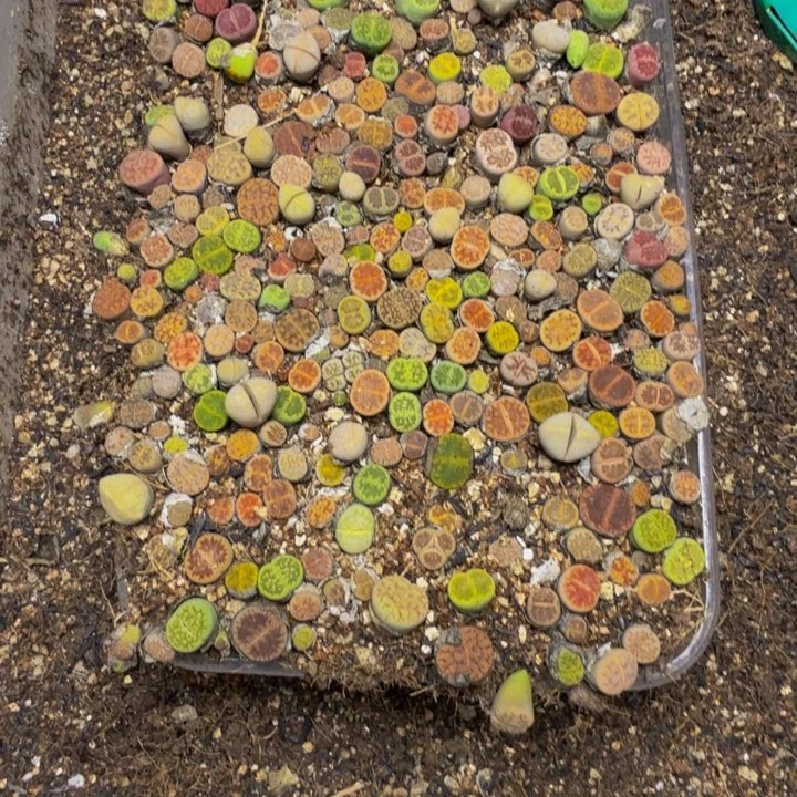 小***丑多肉植物的生长发育145