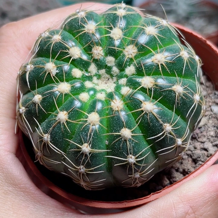 单头中号炫美玉仙人球
