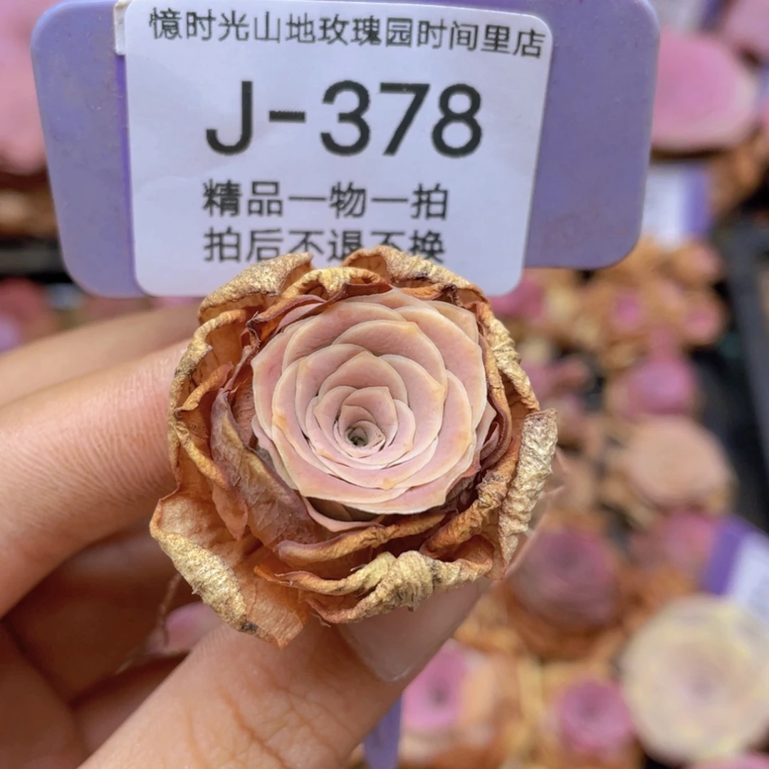庞***贝山地玫瑰J378满38包邮裸根发货