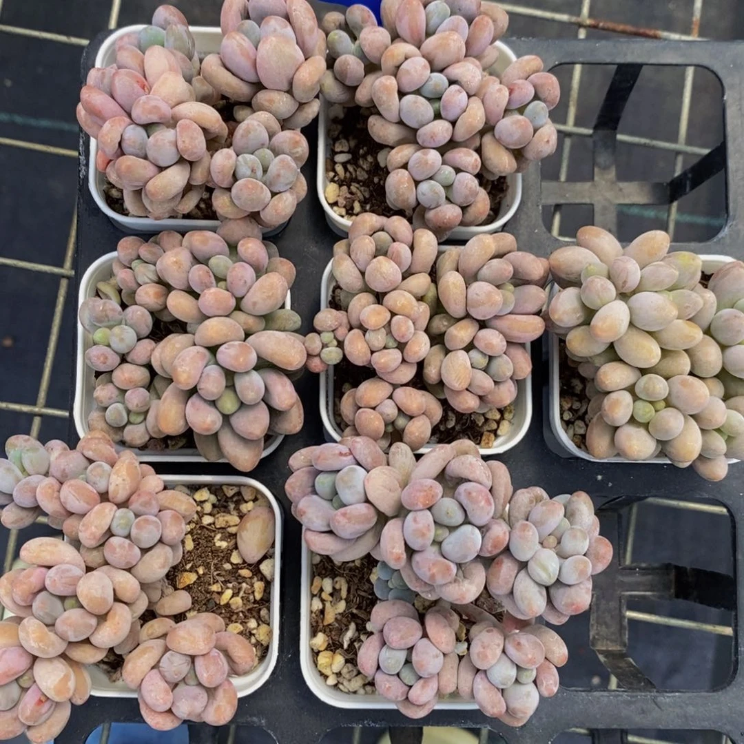 19-精品小老桩汤圆群一个