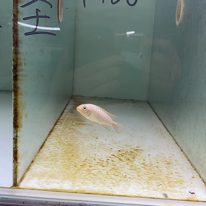海水鱼观赏鱼 袋内包损