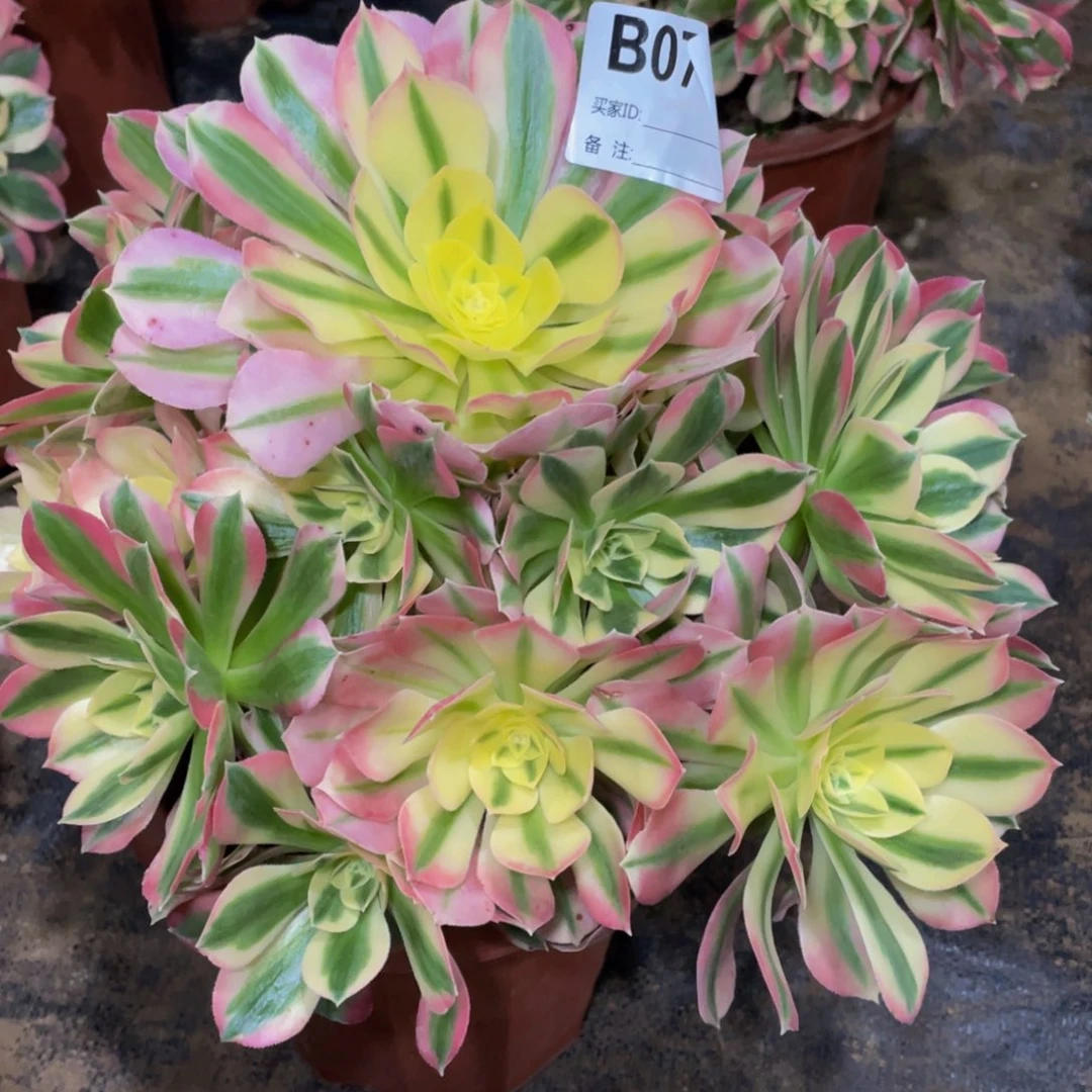 074白凤1111111多肉