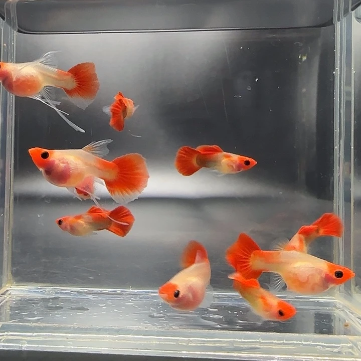 孔雀鱼黄化玻璃猫4对送2公