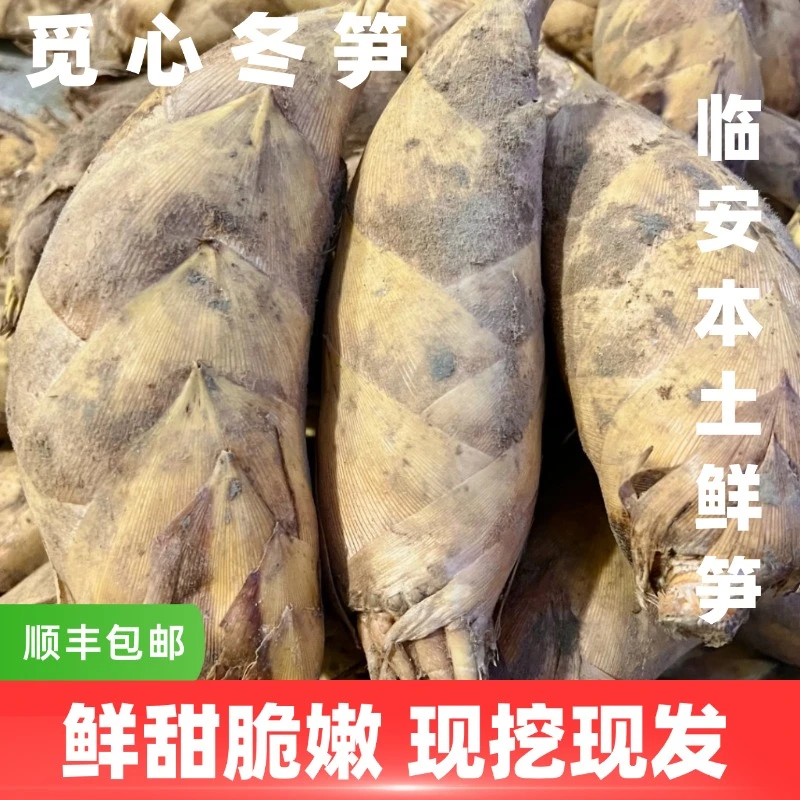 【觅心农场】秋季尝鲜临安本土冬笋3斤5斤装