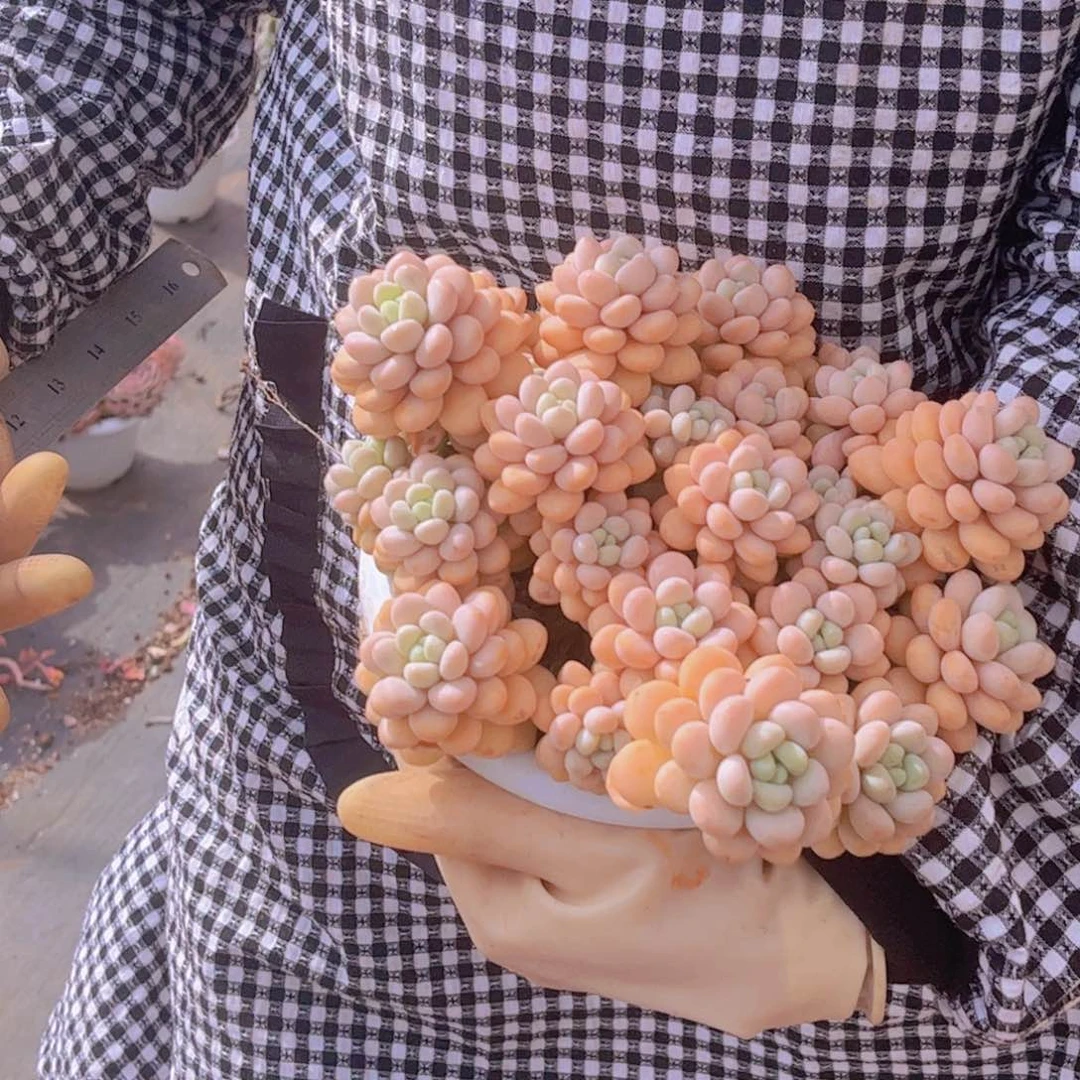 洛可可一颗包邮发货