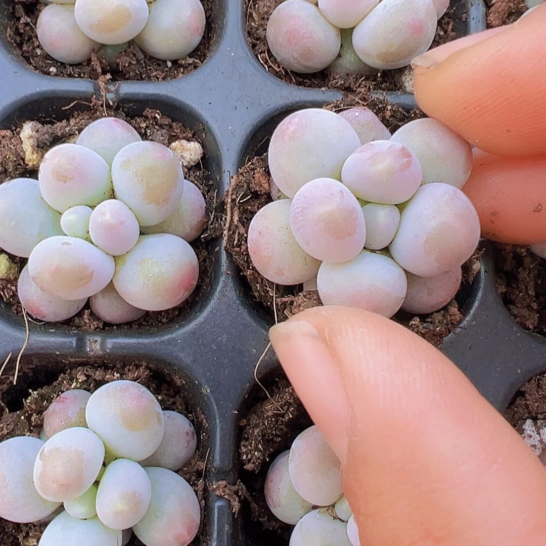 汤圆苗5颗19包邮多肉