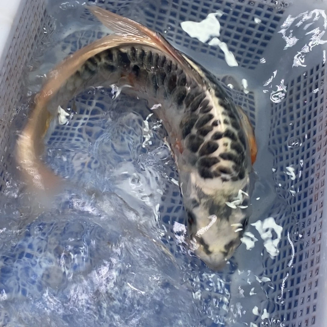 锦鲤冷水锦鲤包邮