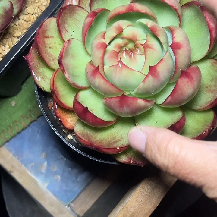 惊鸿仙子多肉植物580