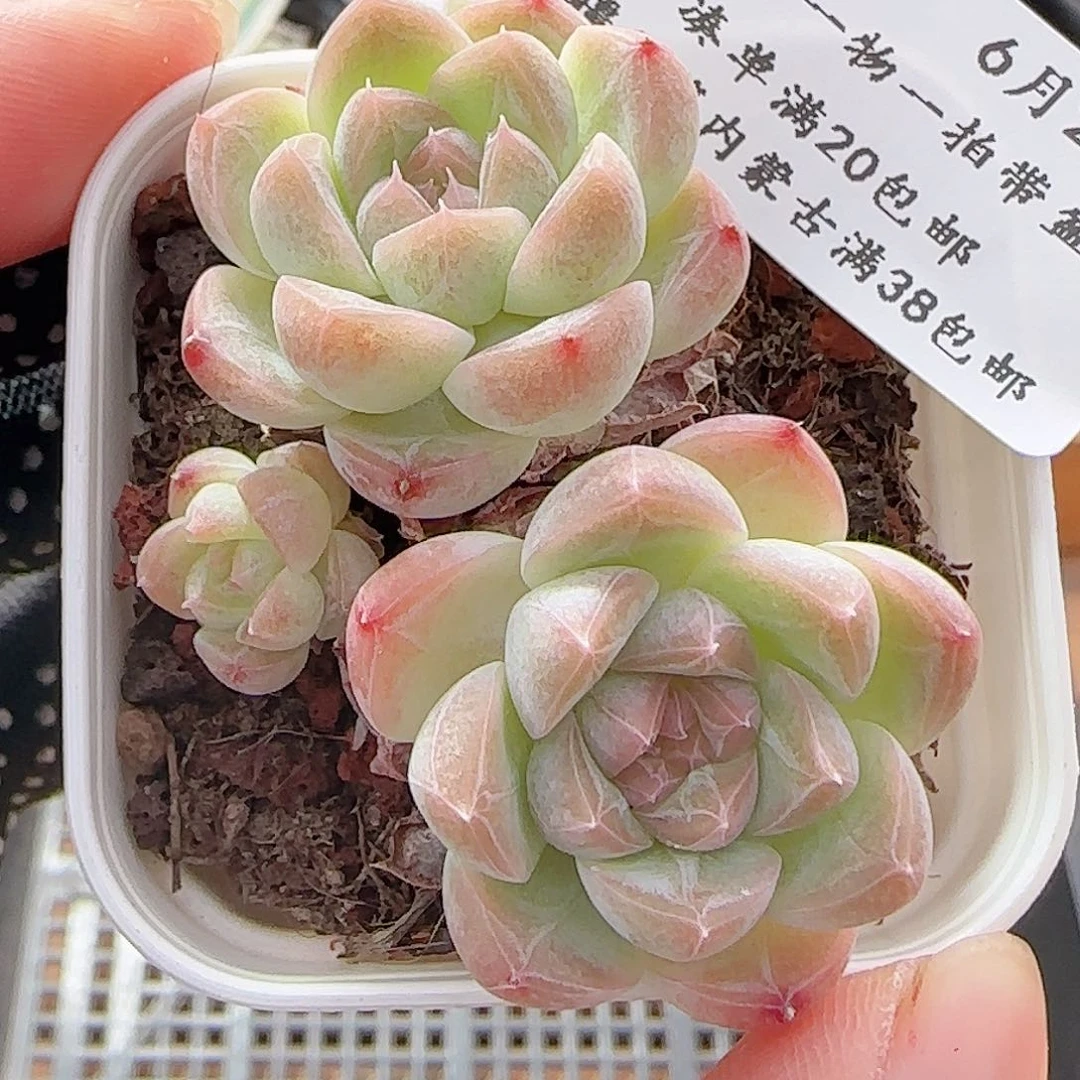 多肉0629-03樱花梦