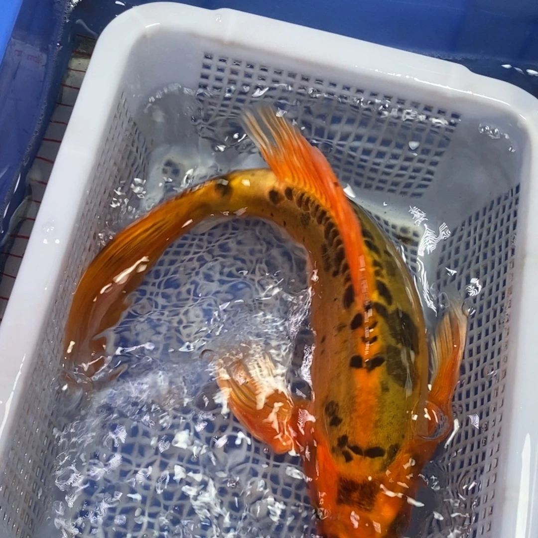锦鲤冷水锦鲤包邮