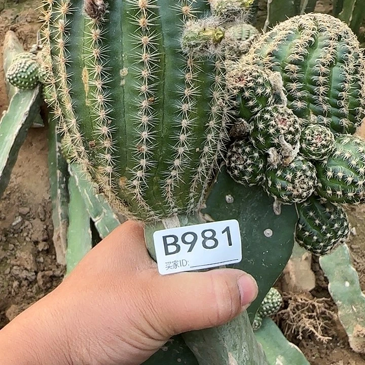 雪*清货丽花981仙人球