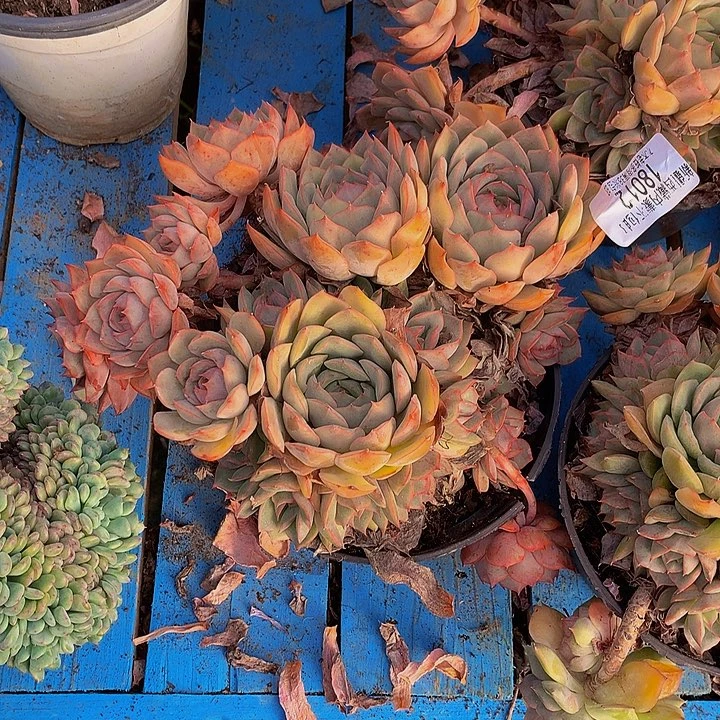 (***)     艾格利亚多肉18012