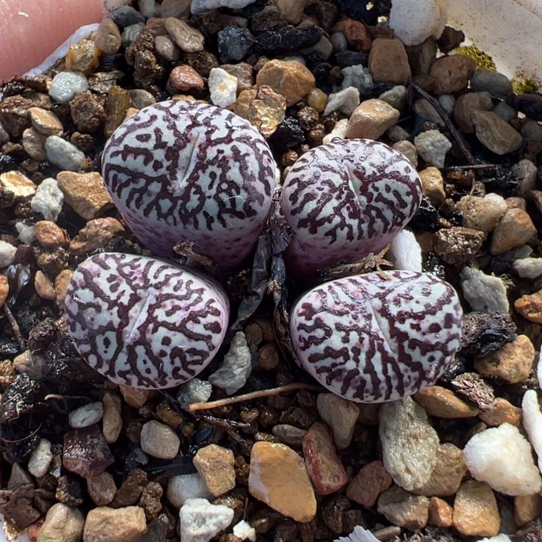 522多肉植物种类多样