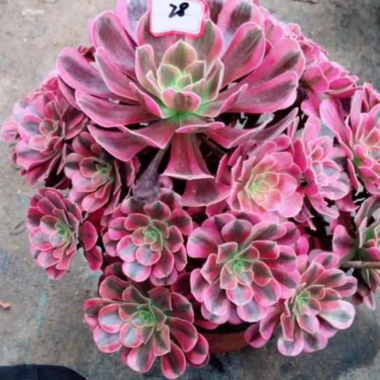 可****无花朵美杜莎法师多肉植物28号