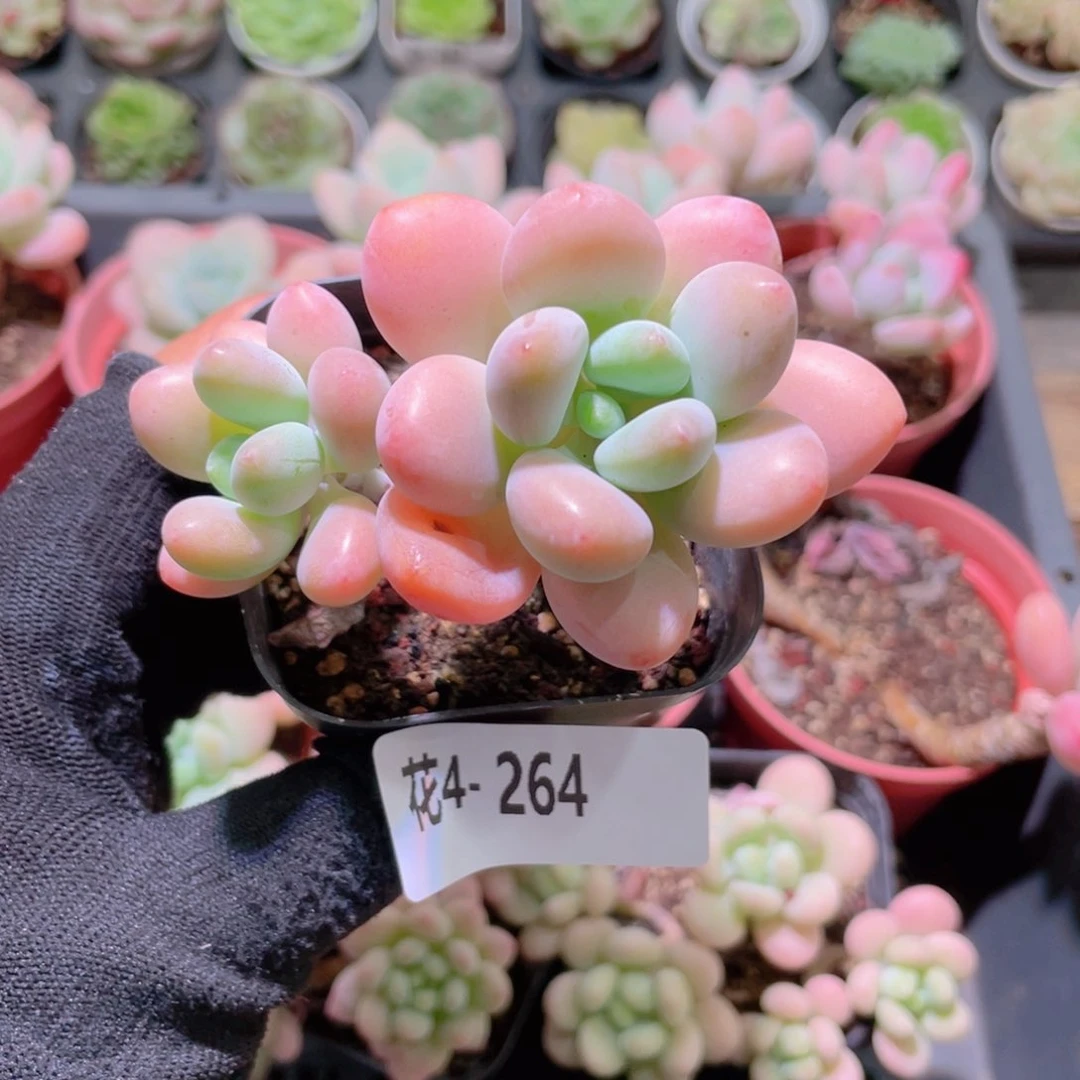 不***.花利美4-264洛神双头