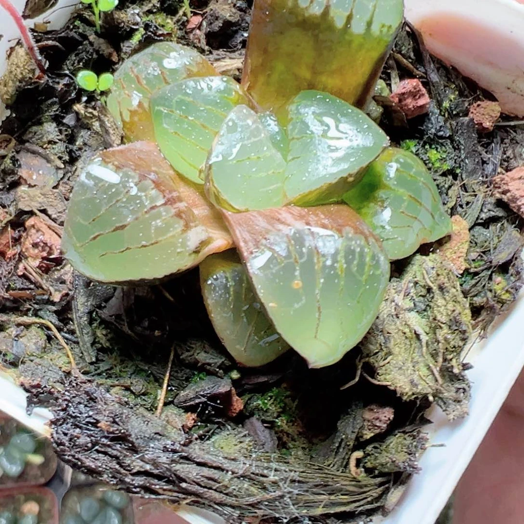 想*想1421多肉植物， 0