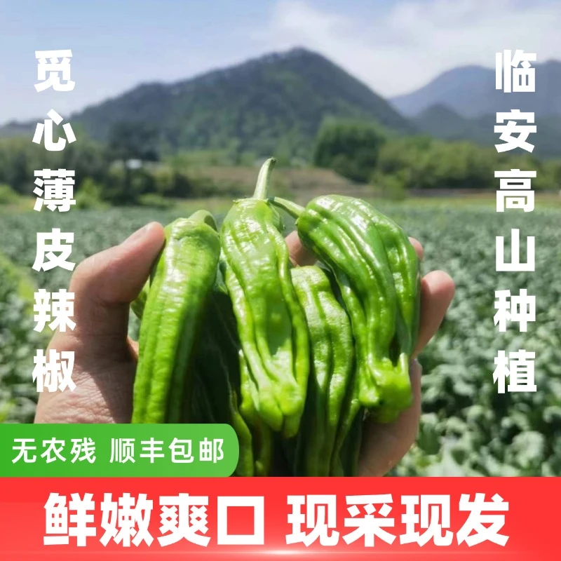 【觅心农场】生态自然放心蔬菜薄皮小辣椒鲜嫩爽口