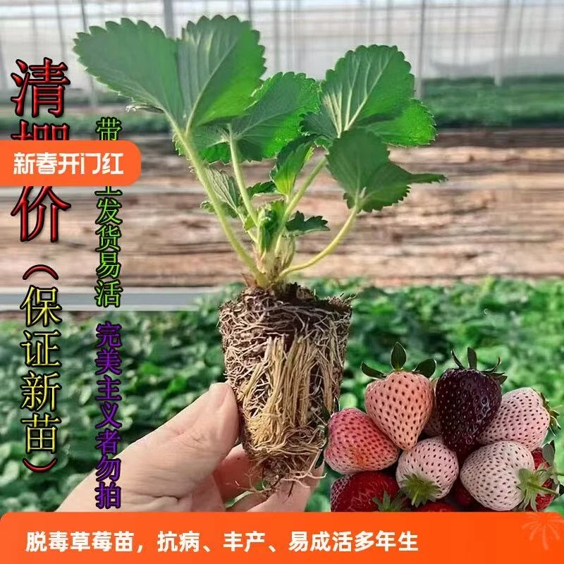 【草莓苗=原土发货】四季奶油草莓苗带土苗南北方阳台庭院