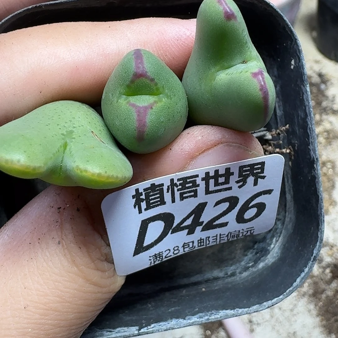 多肉植物的润泽gbnn