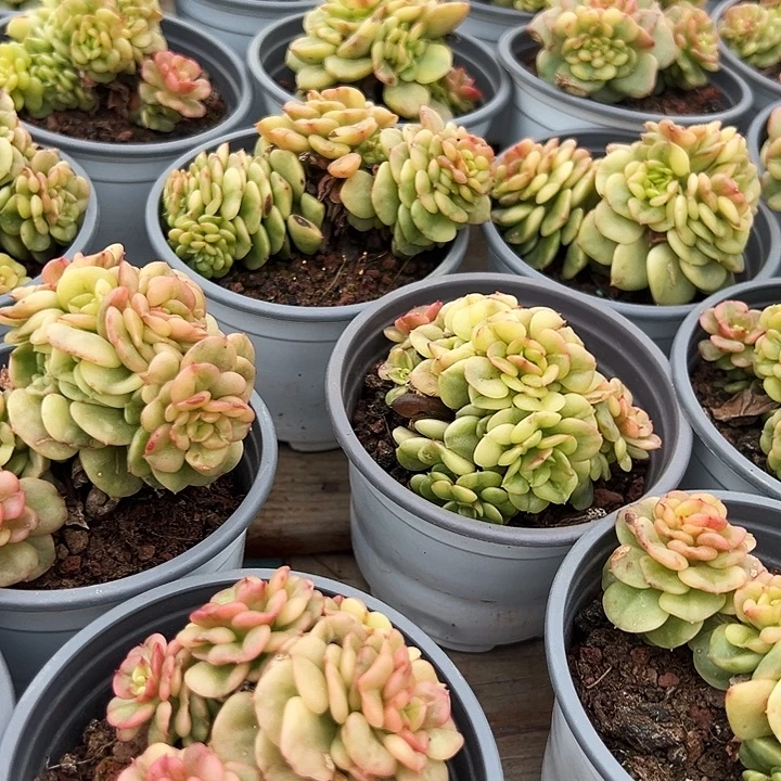 蜡牡丹锦    福利多多