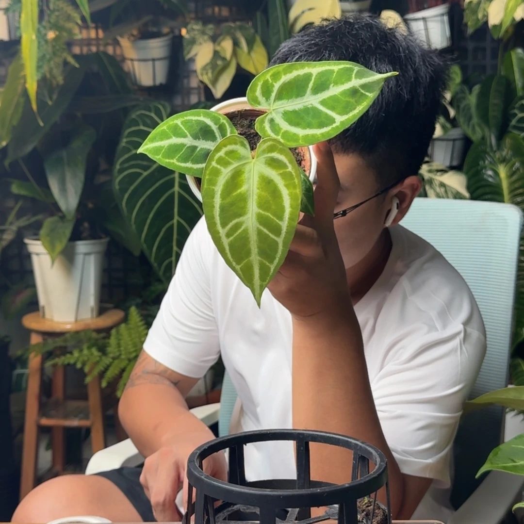 *****无花朵一物一拍E65