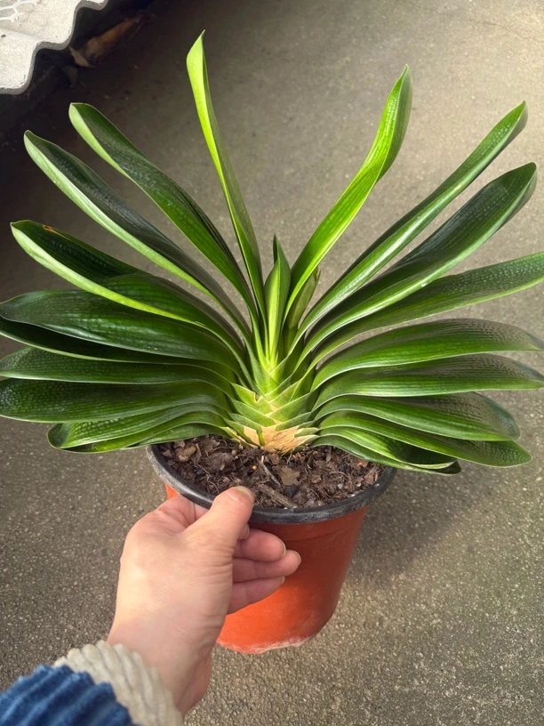 今年可以上箭开花的君子兰