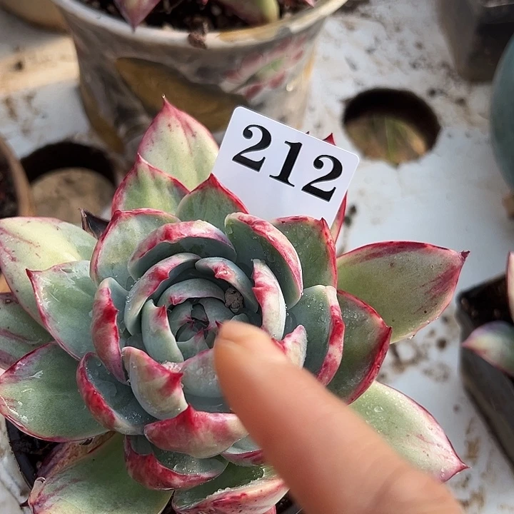 惊鸿惊鸿惊鸿212叶展 14默认裸根发货